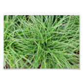 草 フォトプリント            (正面)