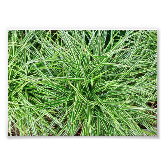 草 フォトプリント            (正面)