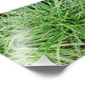 草 フォトプリント            (角)