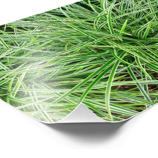 草 フォトプリント            (角)