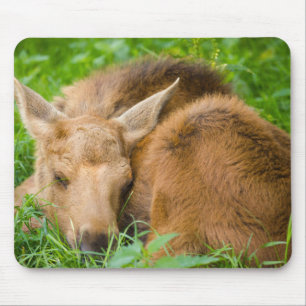 草、ベビー動物で眠っているベビーのアメリカヘラジカ マウスパッド