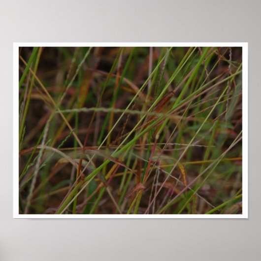 草 ポスター (正面)