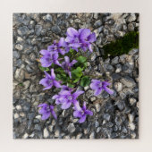 荒々しい壁から生える野生のスミレの花 ジグソーパズル (横)