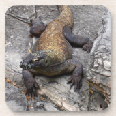 荒々しい石の上のコモドドラゴン コースター (正面)