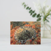 荒いキーホールリンペット(Diodora aspera)シェル ポストカード (スタンド正面)