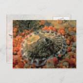 荒いキーホールリンペット(Diodora aspera)シェル ポストカード (正面/裏面)