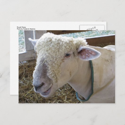 荒い羊 ポストカード (正面/裏面)