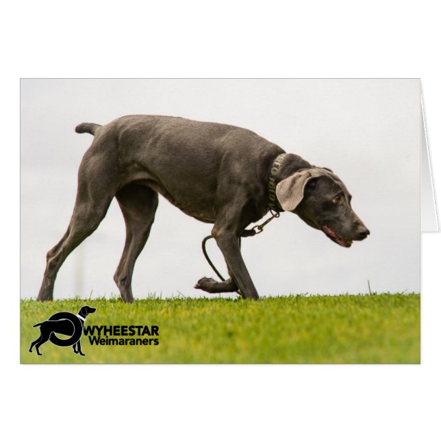 荒天無し (正面横)