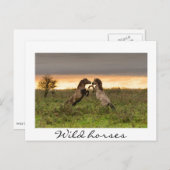 荒馬の跳ね回り白い文字はがき ポストカード (正面/裏面)