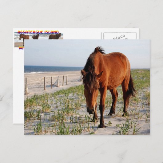 荒馬はがき、アサテーハ島はがき ポストカード (正面/裏面)