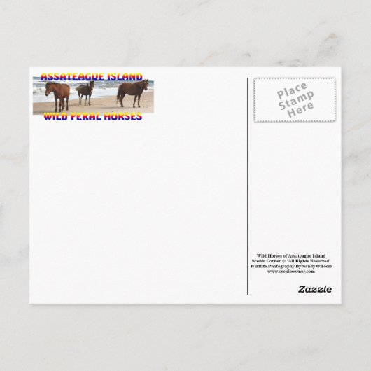 荒馬はがき、アサテーハ島はがき ポストカード (裏面)