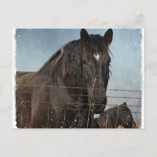 荷車を引く牧草地の馬 ポストカード (正面)