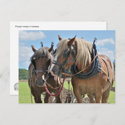荷車を引く馬葉書 ポストカード (正面/裏面)