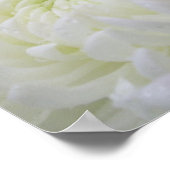 菊のポスター ポスター (角)