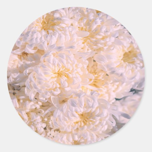 菊の花が咲く ラウンドシール (正面)