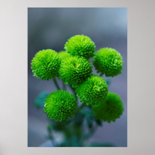 菊の花の花束 ポスター