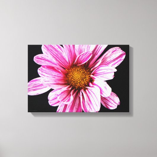 菊の花16.50 x 11 (41.25 x 27.5cm)湿布 キャンバスプリント (正面)