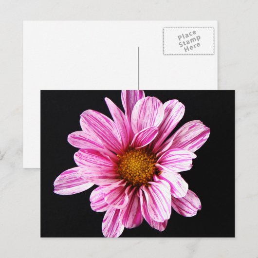 菊の花pccnm ポストカード (正面/裏面)