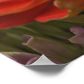 菊花 ポスター (角)