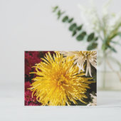 菊花 ポストカード (スタンド正面)