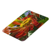 菊花 マグネット (左側)