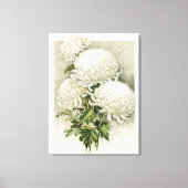 菊 – エレガントヴィンテージ植物学 キャンバスプリント (正面)