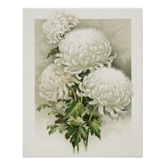菊 – エレガントヴィンテージ植物学 ポスター (正面)