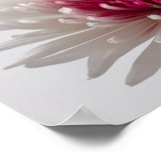 菊 ポスター (角)