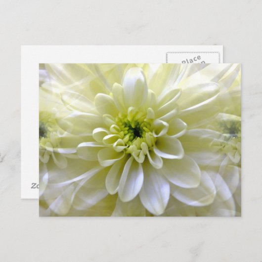 菊 ポストカード (正面/裏面)