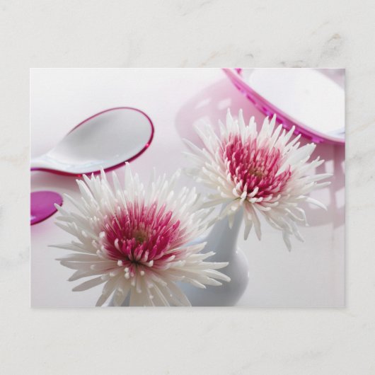 菊 ポストカード (正面)