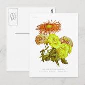 菊 ポストカード (正面/裏面)