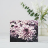 菊I ポストカード (スタンド正面)