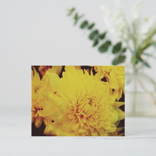 菊II ポストカード (スタンド正面)