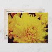 菊II ポストカード (正面/裏面)