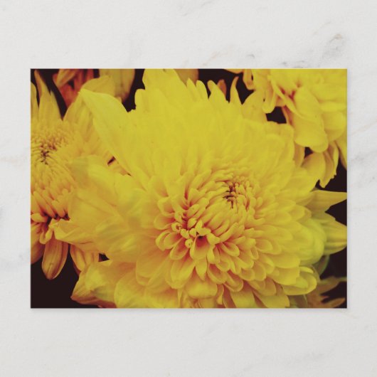 菊II ポストカード (正面)