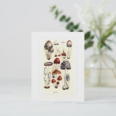 菌類 ポストカード (スタンド正面)