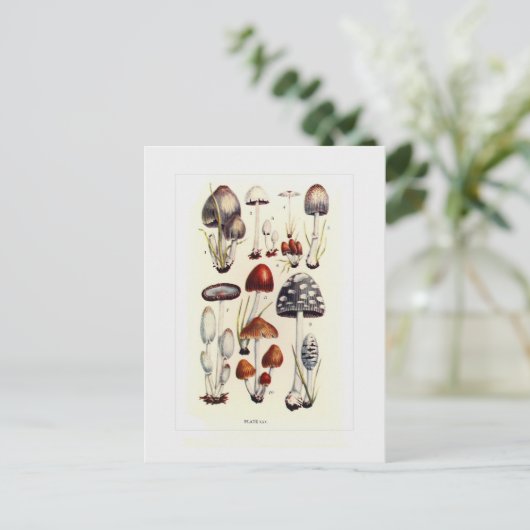 菌類 ポストカード (スタンド正面)