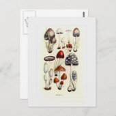 菌類 ポストカード (正面/裏面)