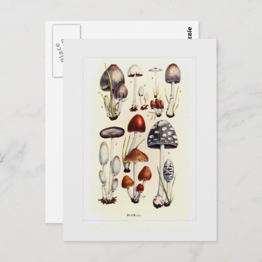 菌類 ポストカード (正面/裏面)