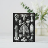 菌類 ポストカード (スタンド正面)