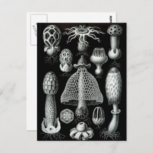 菌類 ポストカード (正面/裏面)