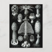 菌類 ポストカード (正面)
