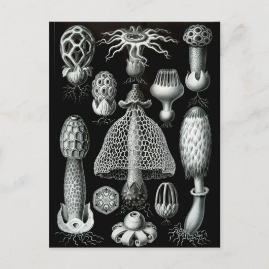 菌類 ポストカード (正面)