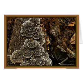 菌類: 実際のところ美しい