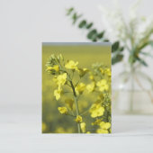 菜の花が畑で咲く。3 ポストカード (スタンド正面)
