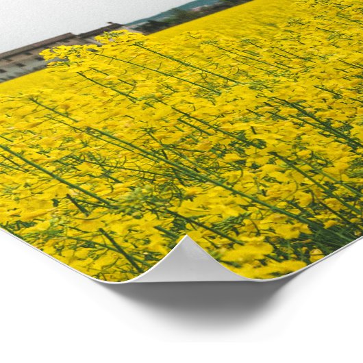 菜種場 ポスター (角)