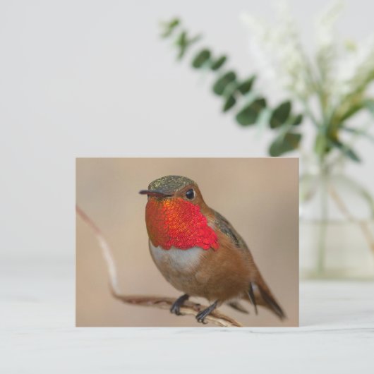 華やかなオレンジ色の喉を持つハミングバード ポストカード (スタンド正面)