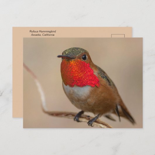 華やかなオレンジ色の喉を持つハミングバード ポストカード (正面/裏面)