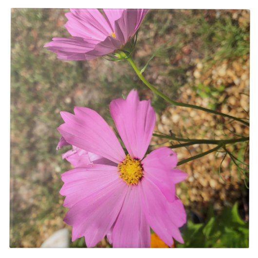 華やかなコスモスの花 夏の開花 タイル (正面)