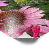 華やかなピンクのエキナセアの花とミツバチ フォトプリント            (角)